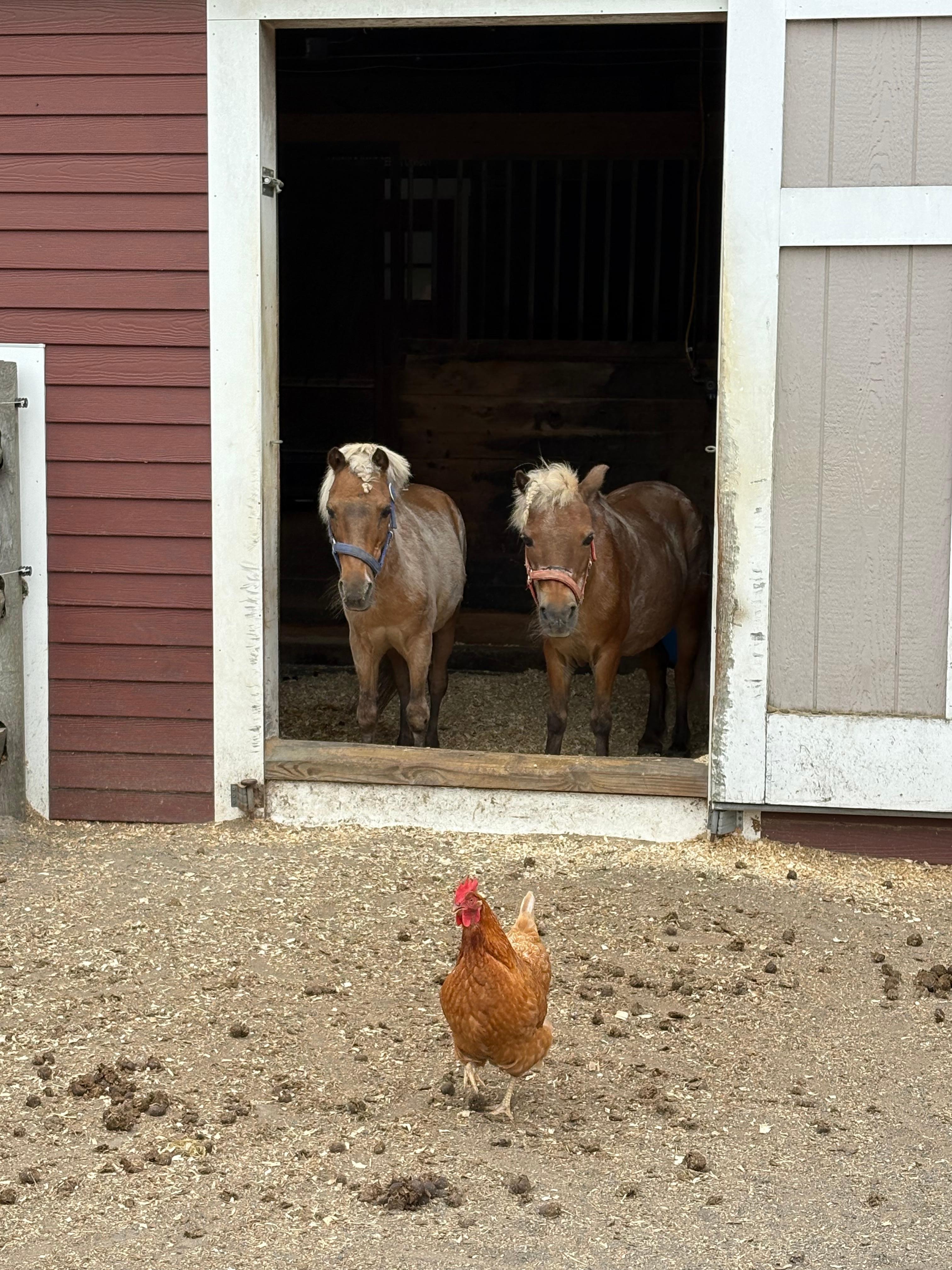 Two cute horses and a chicken 