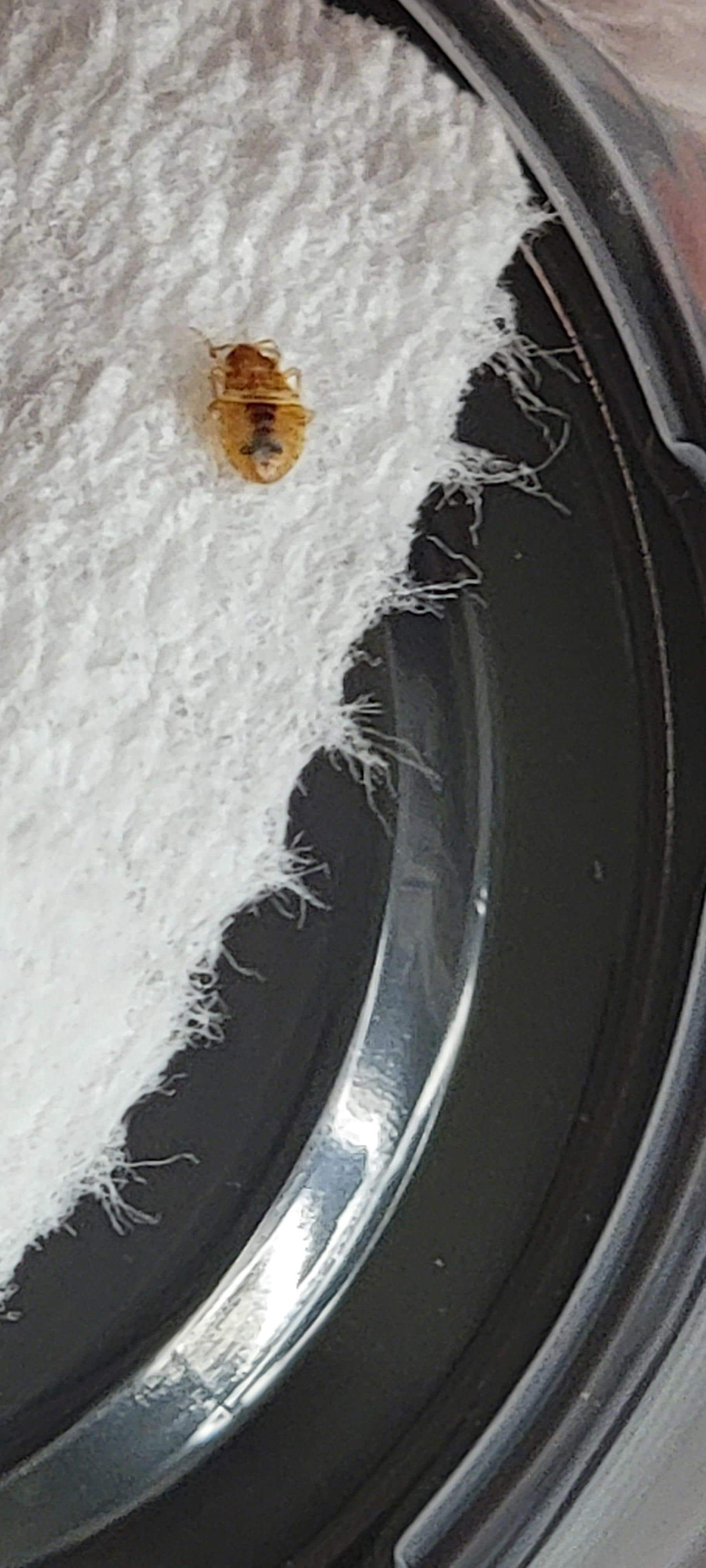 one bug I turned in to hotel _ close up