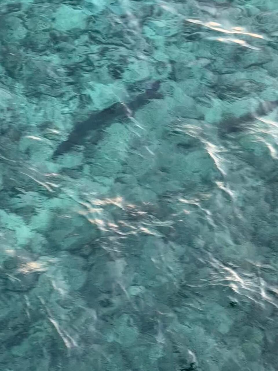 Logo que vc entra na praia particular do hotel, vc verá os peixes. 