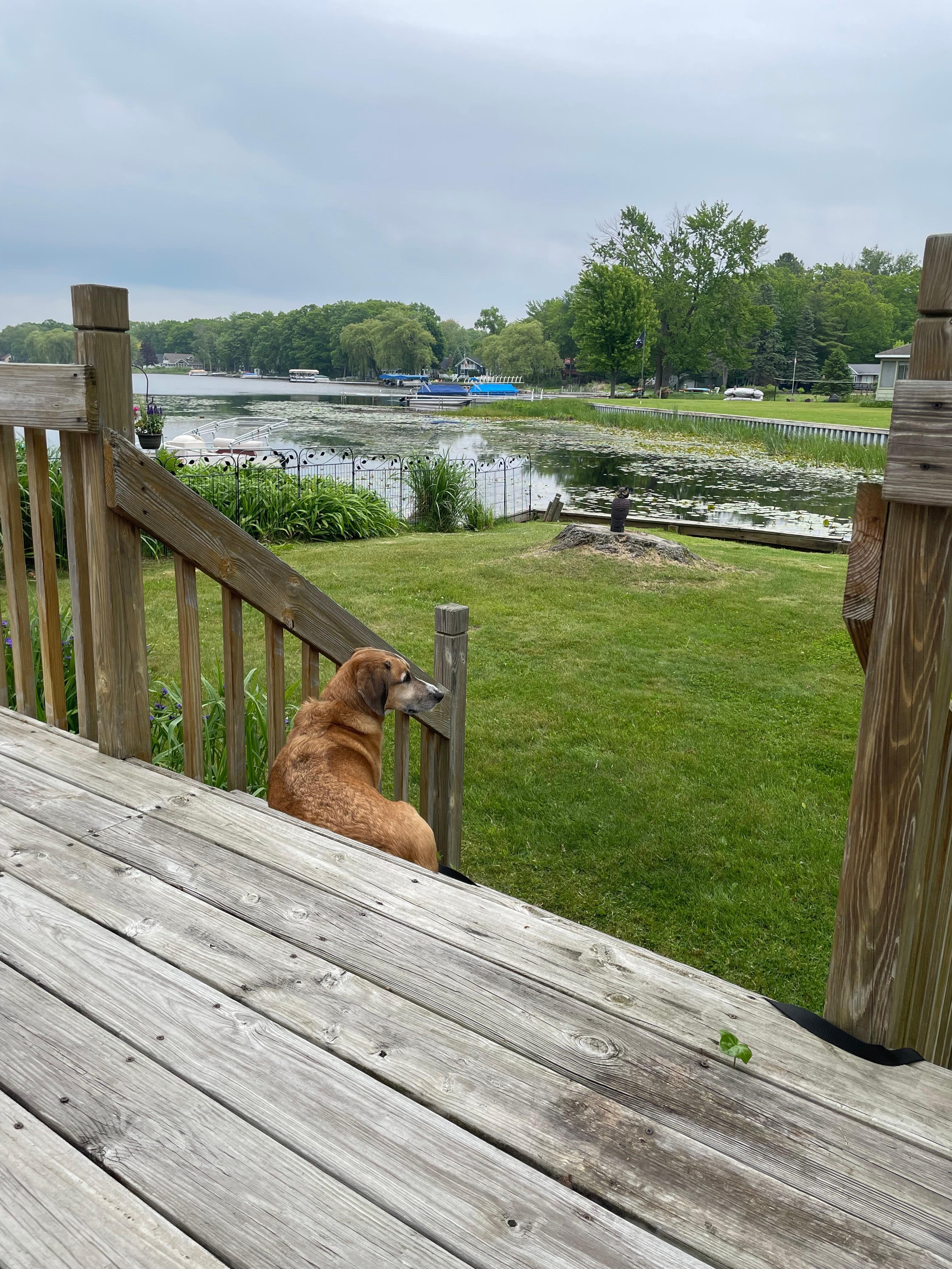 view from back deck
