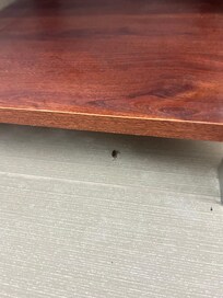 Bug in bathroom