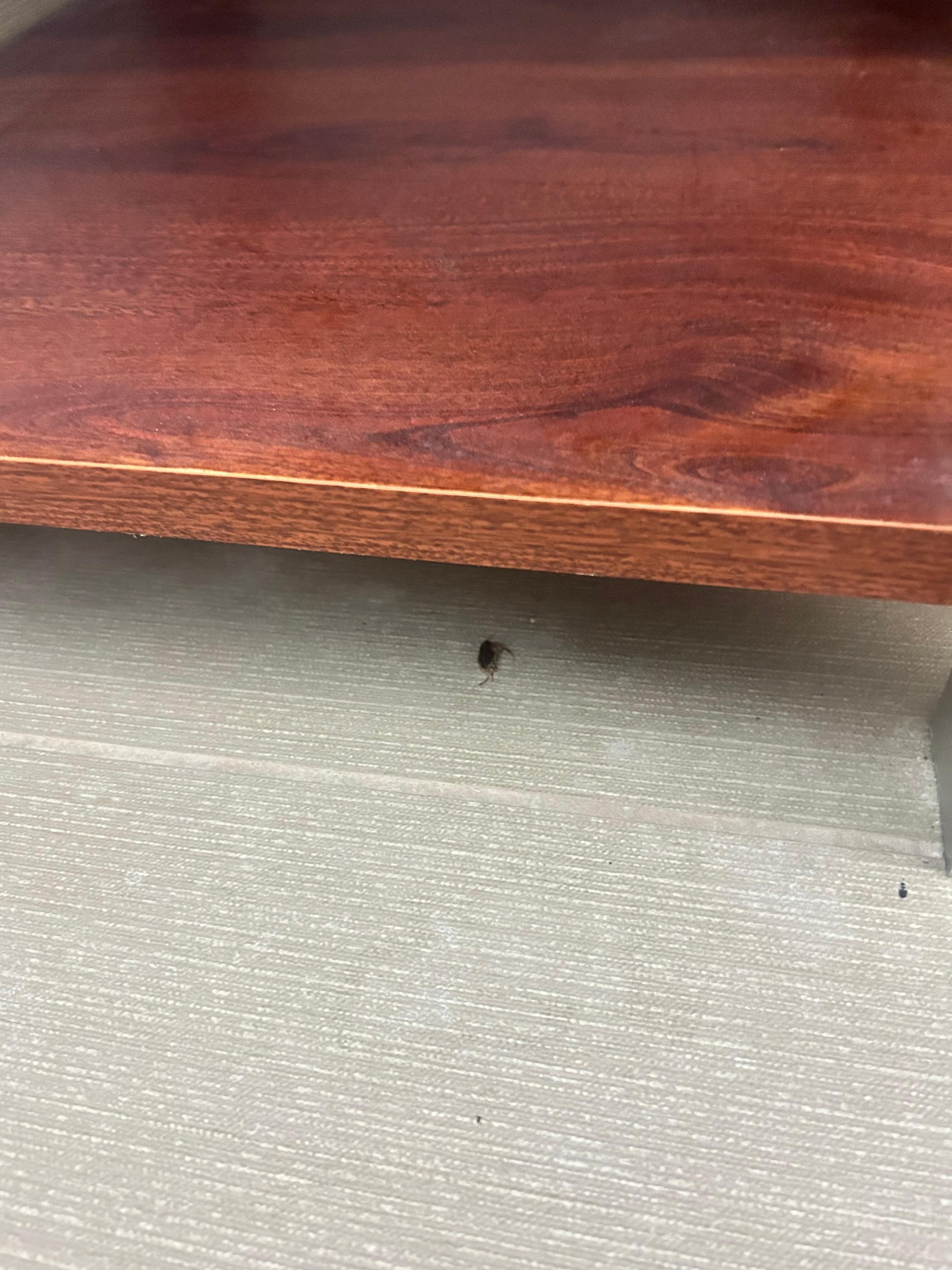 Bug in bathroom 