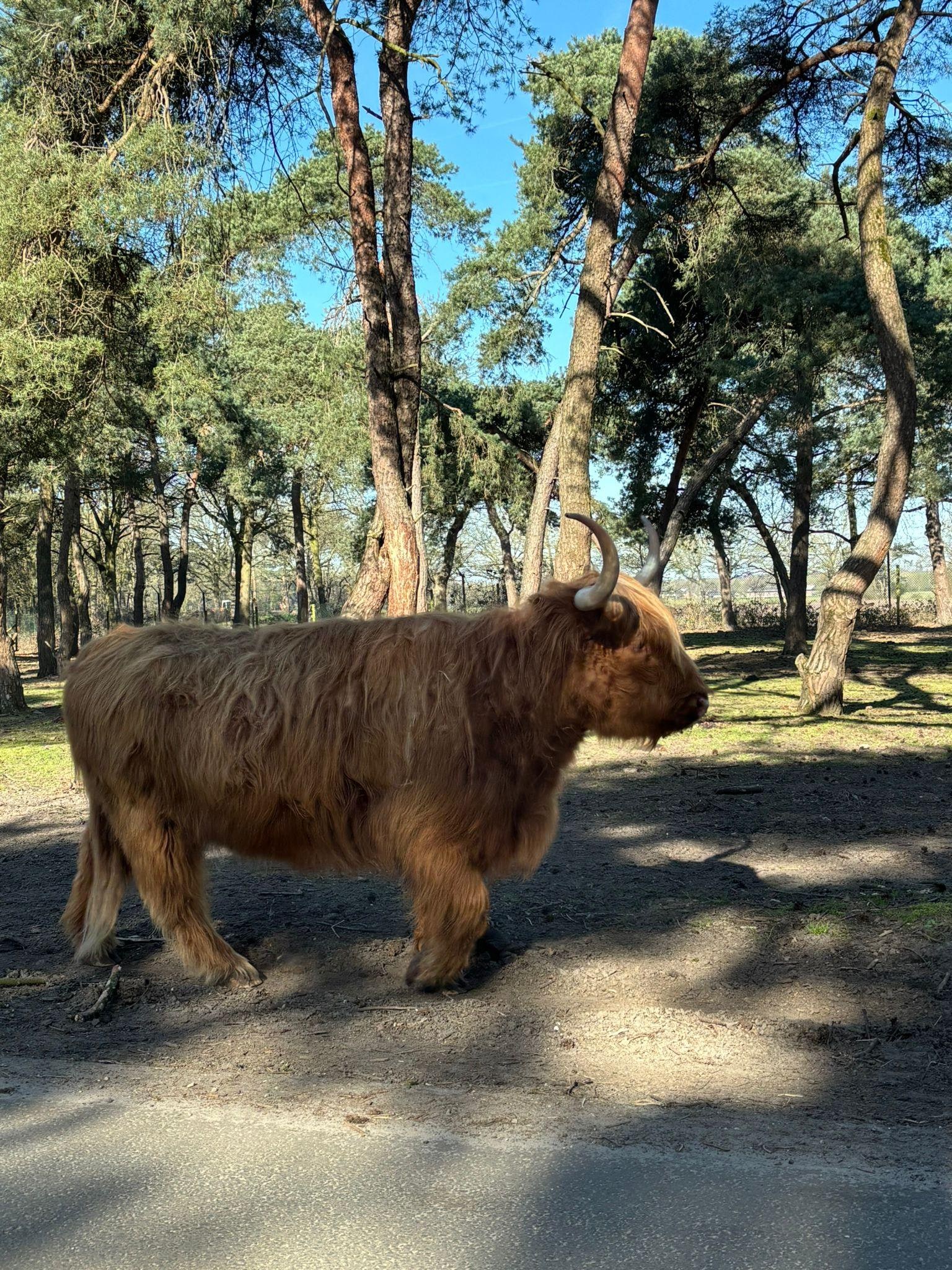 Beekse Bergen - ein großartiges Erlebnis. Fast so gut wie der Safari Park in der Lüneburger Heide (Deutschland)