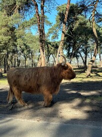 Beekse Bergen - ein großartiges Erlebnis. Fast so gut wie der Safari Park in der Lüneburger Heide (Deutschland)