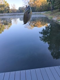 One of the many fish I caught (catch and release) from the cabin's private dock. So much fun.