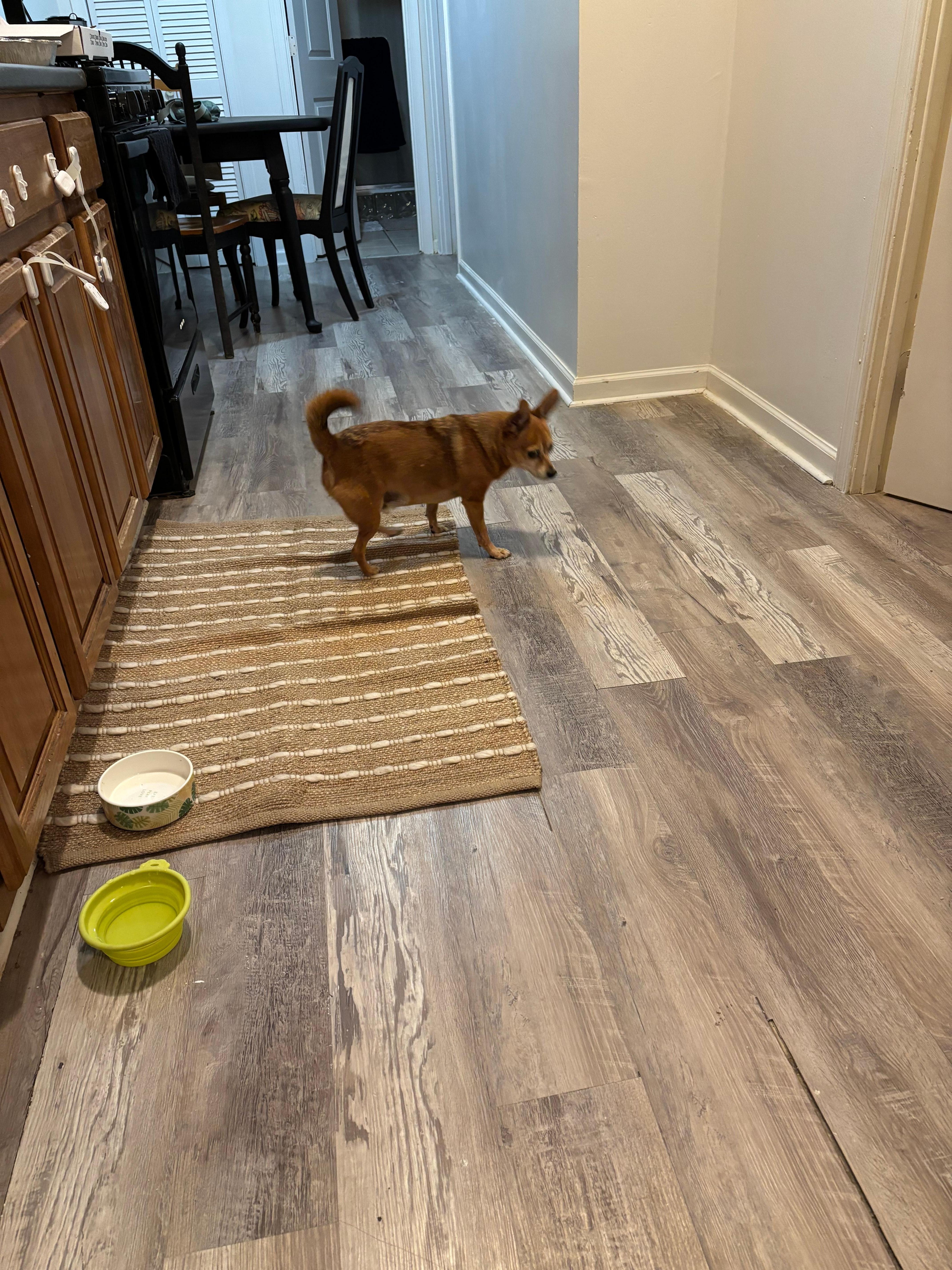 Love the new kitchen table and seating for three - so does Taco!