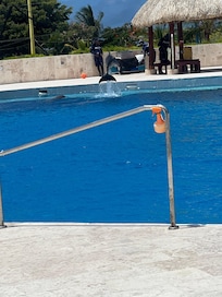 This was on our excursion swimming with the dolphins (booked through the resort) highly recommend!