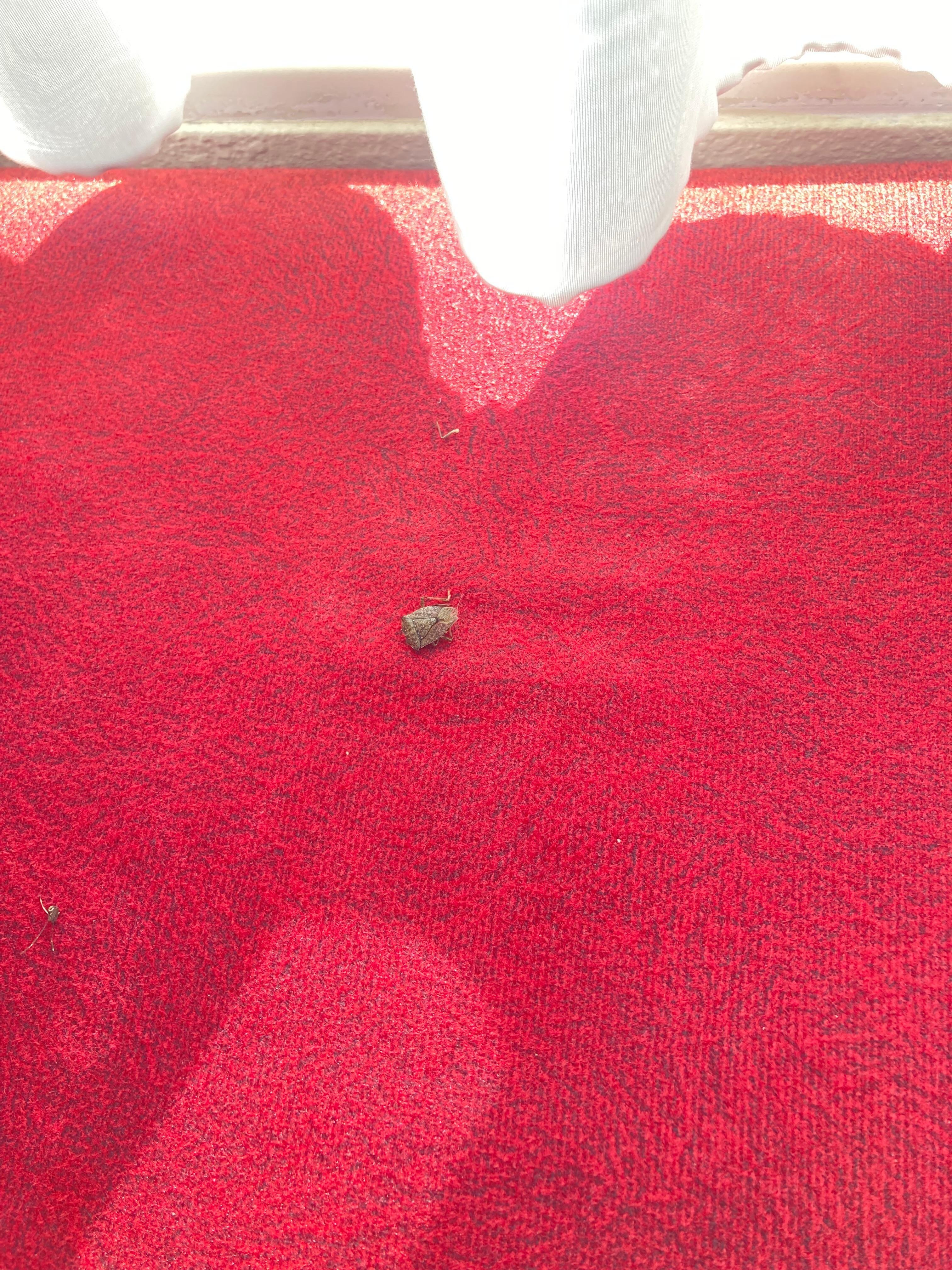 "Stink" like bug I tracked down and finally killed on the window seal.