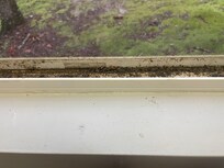 Filth in window track.