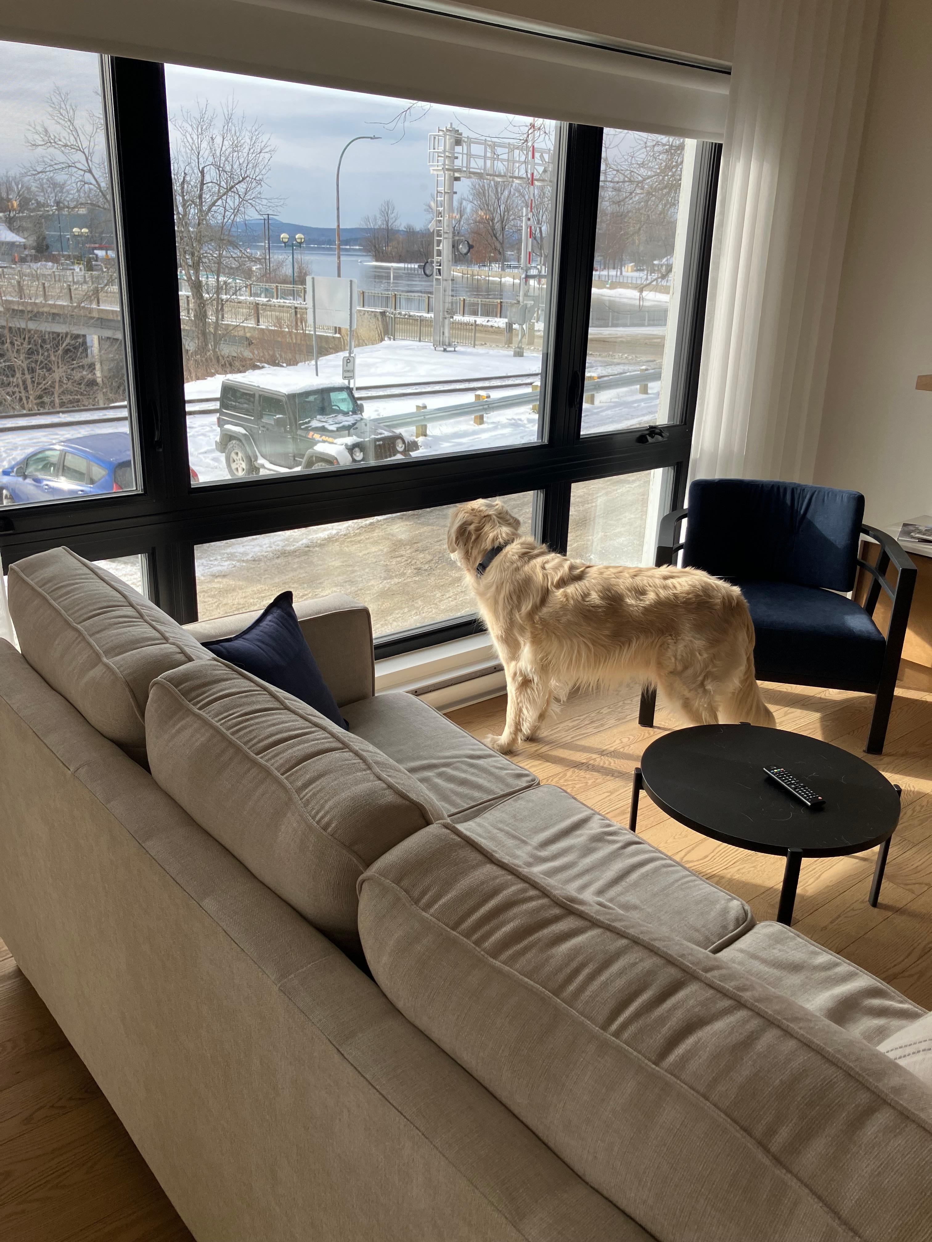 Et nos chiens étaient très contents