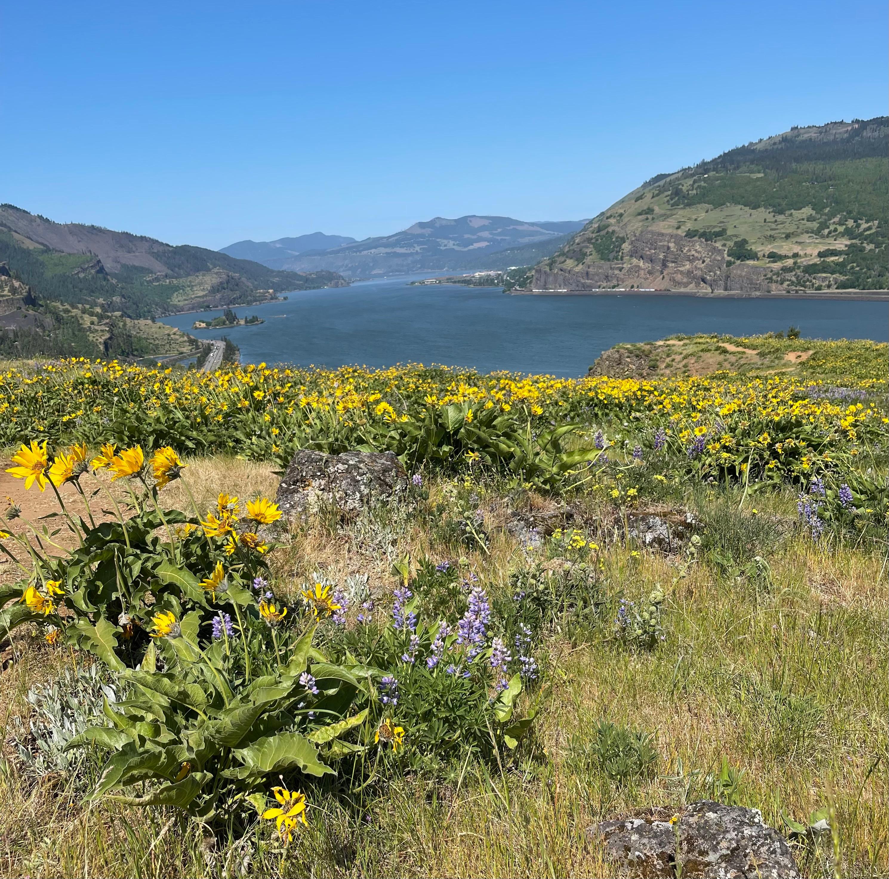 Loved the wildflowers. And the trailhead is across the street
