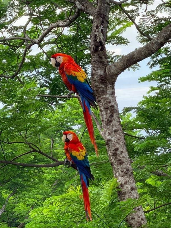 Scarlet macaws visited us early in the morning