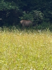Mama Elk and her baby in the park near Oconaluftee!