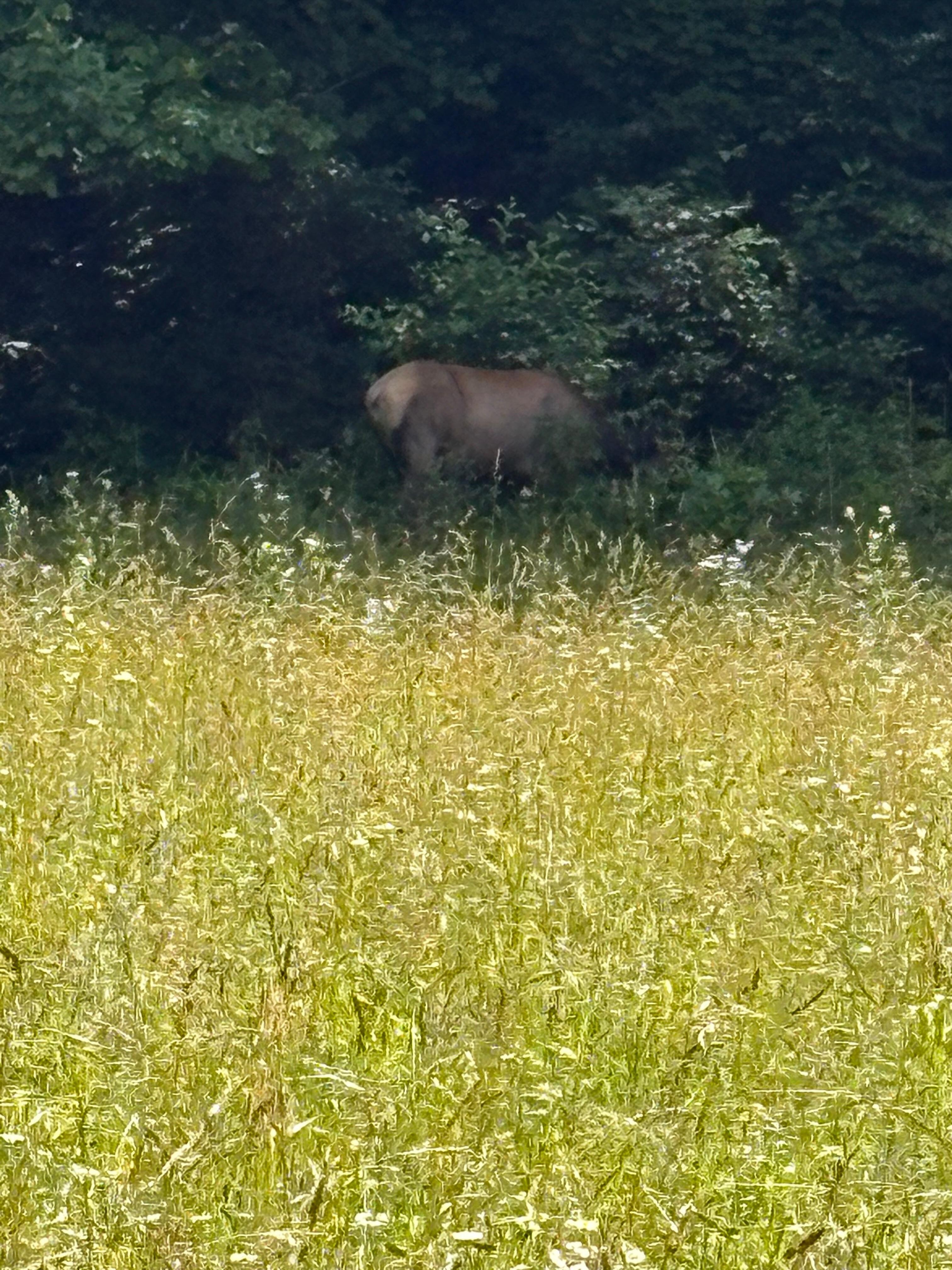 Mama Elk and her baby in the park near Oconaluftee!