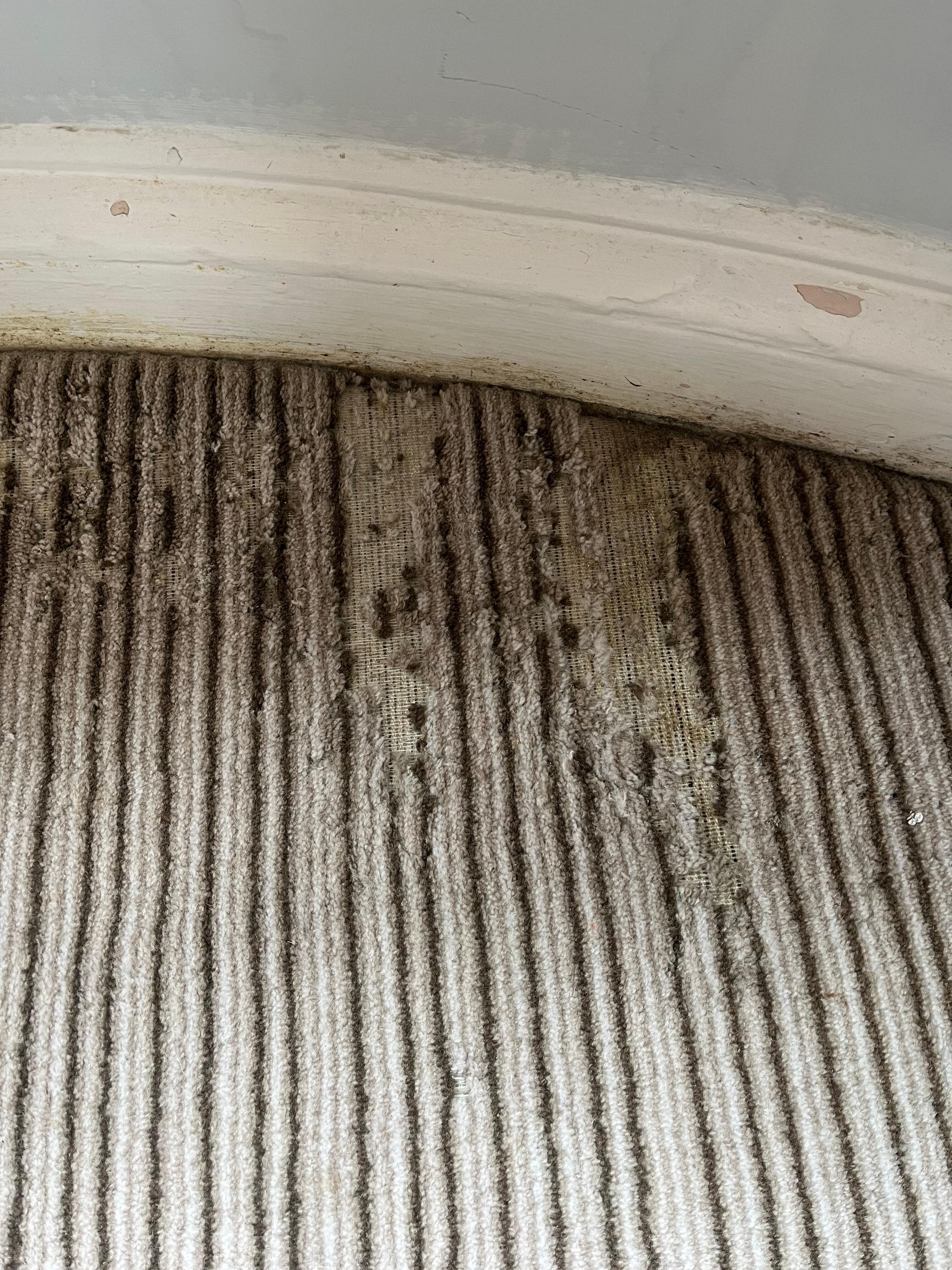 Carpet eaten away by carpet moths which were visible