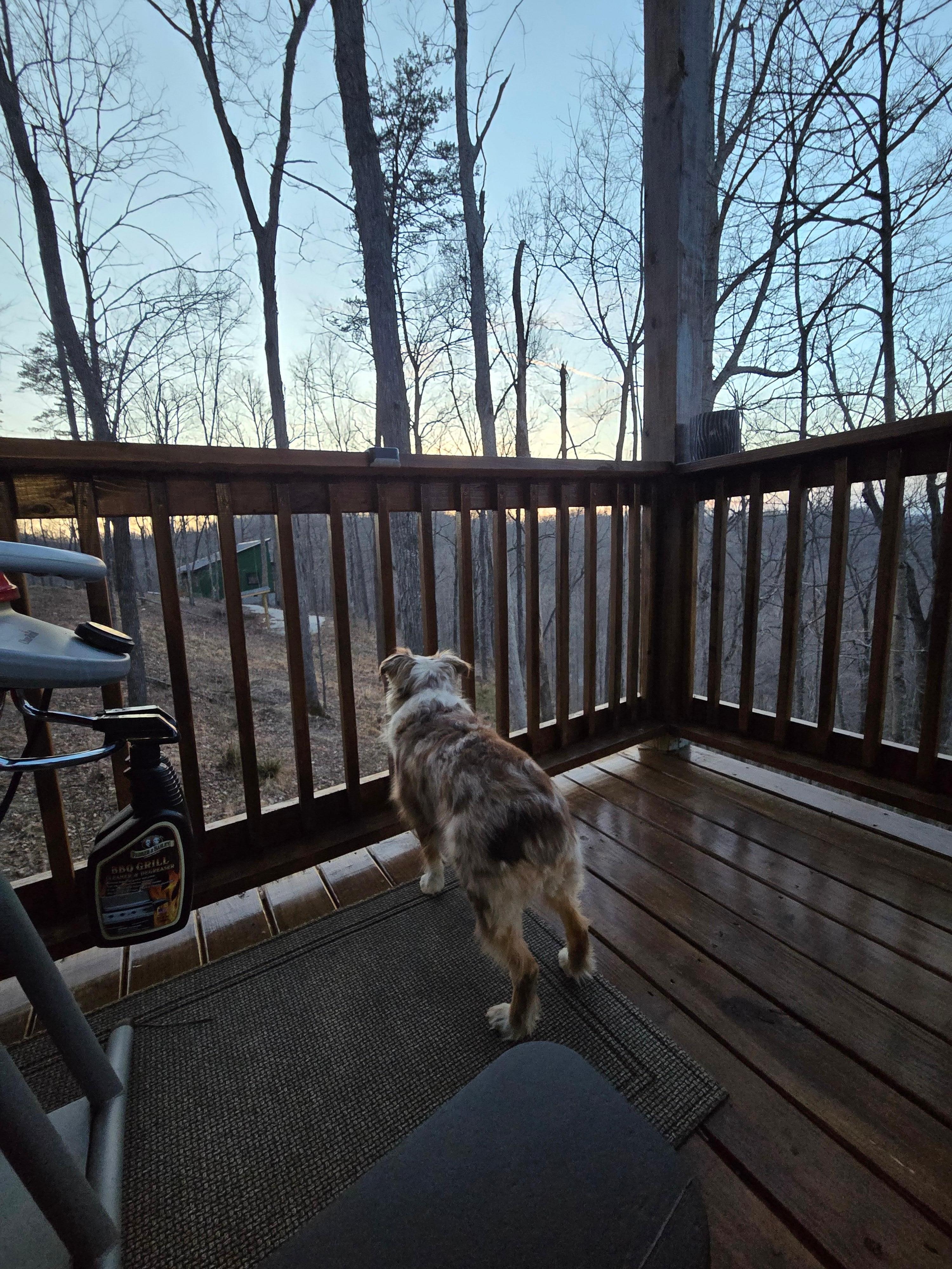 Our dog enjoy watching the animals from the deck