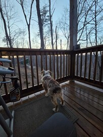 Our dog enjoy watching the animals from the deck