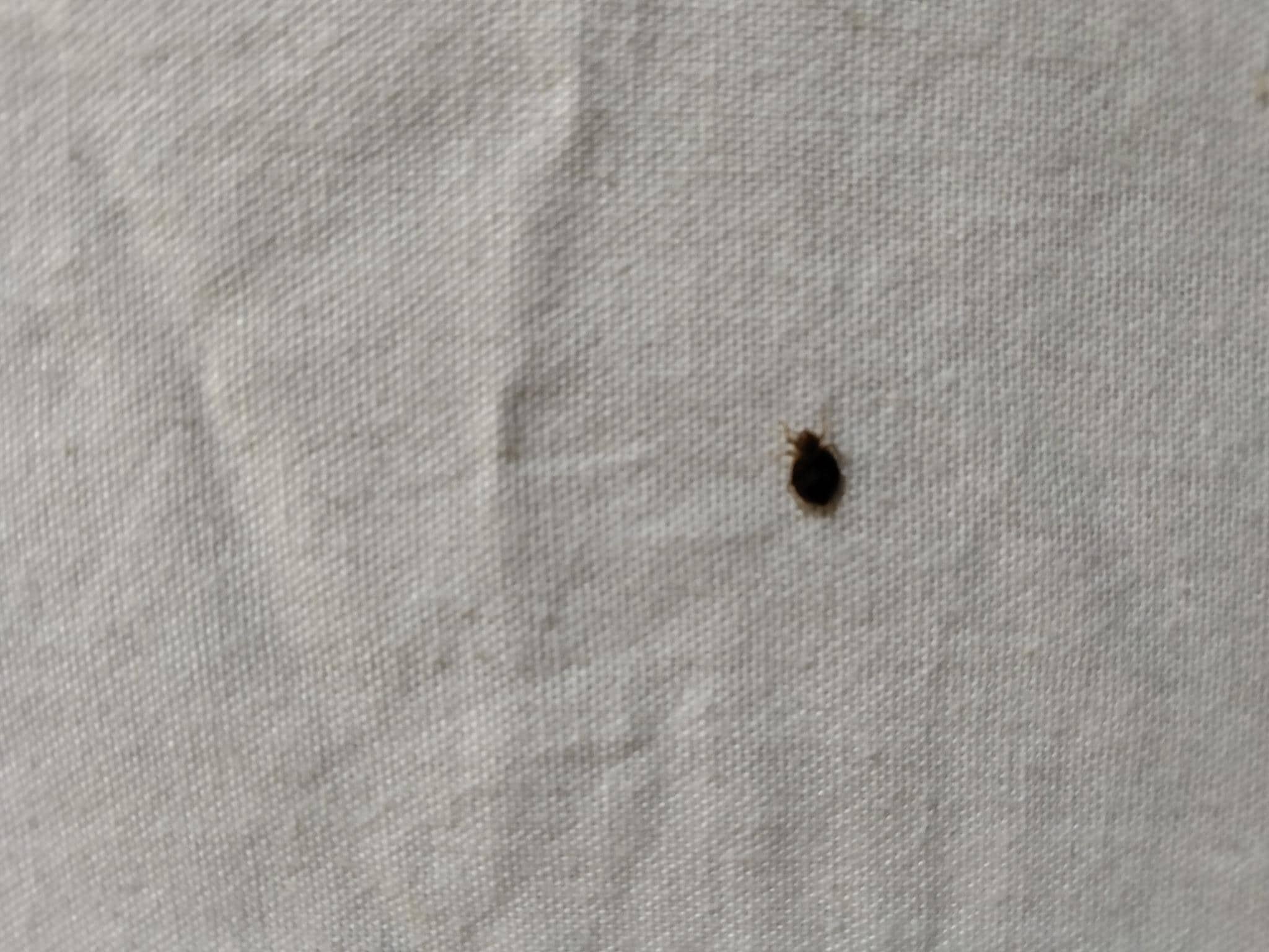 Bed bug on top of bed