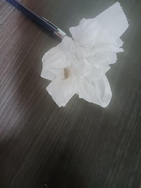 A roach that my wife killed in our room.