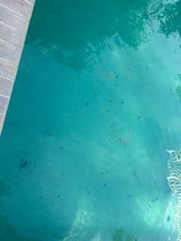 Leaves and sand n pool.  Pool was greenish when we arrived