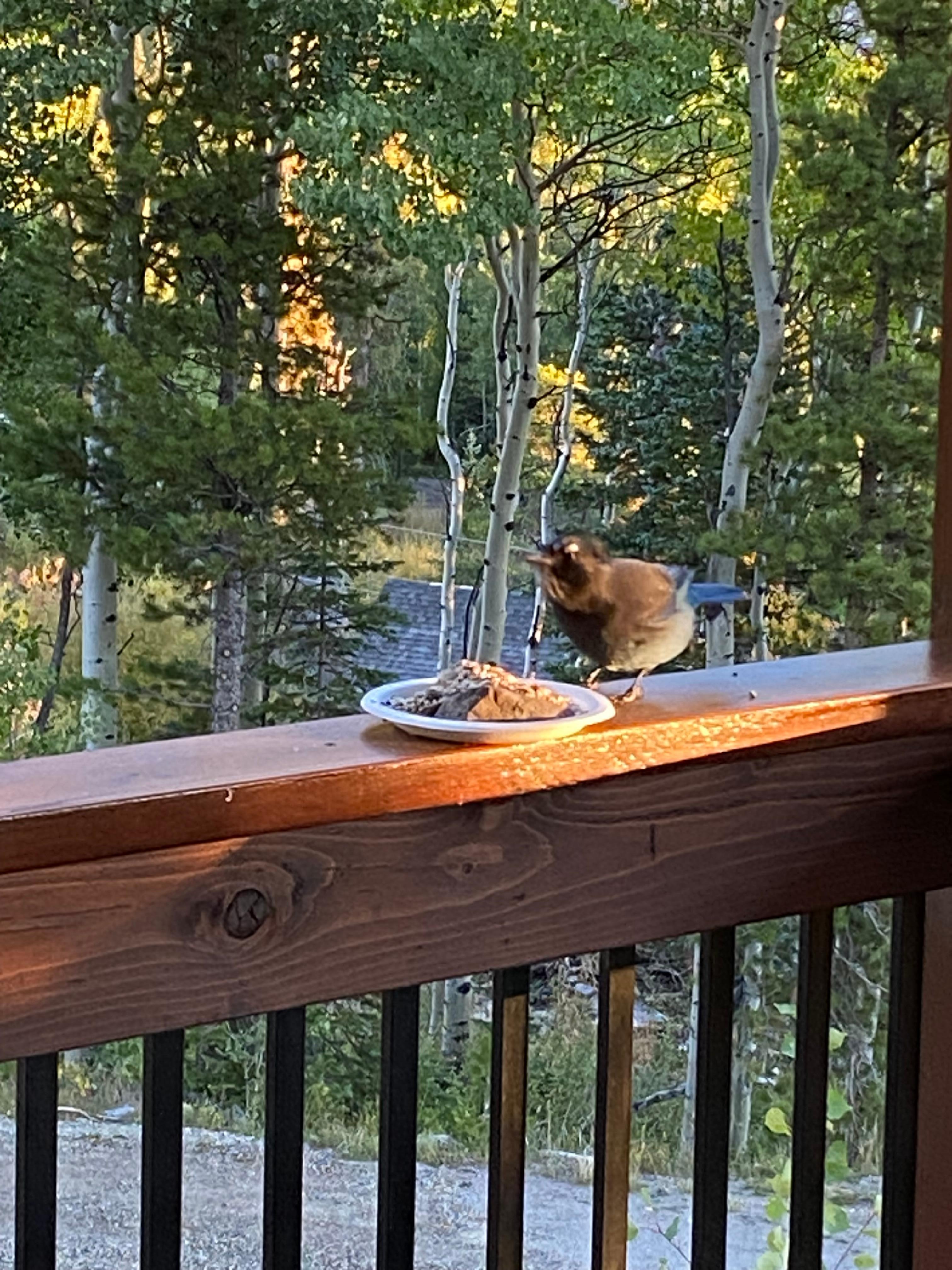 Stellar’s Jay was appreciative of our birdseed