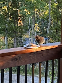 Stellar’s Jay was appreciative of our birdseed