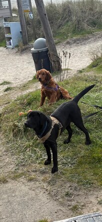 The pups stayed in the back yard but loved it.