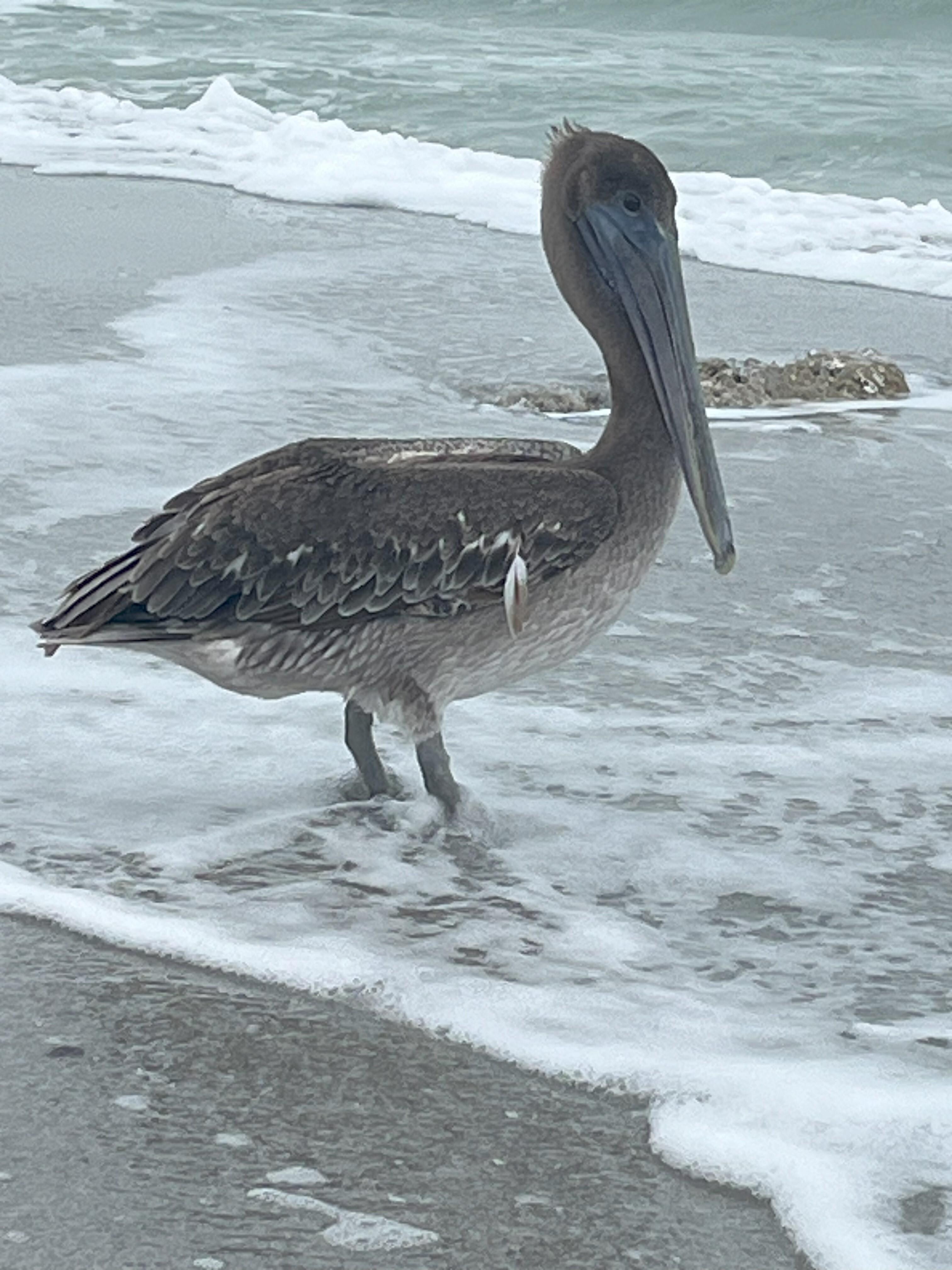 A pelican just chilling.