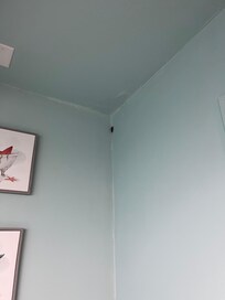 Giant cockroach