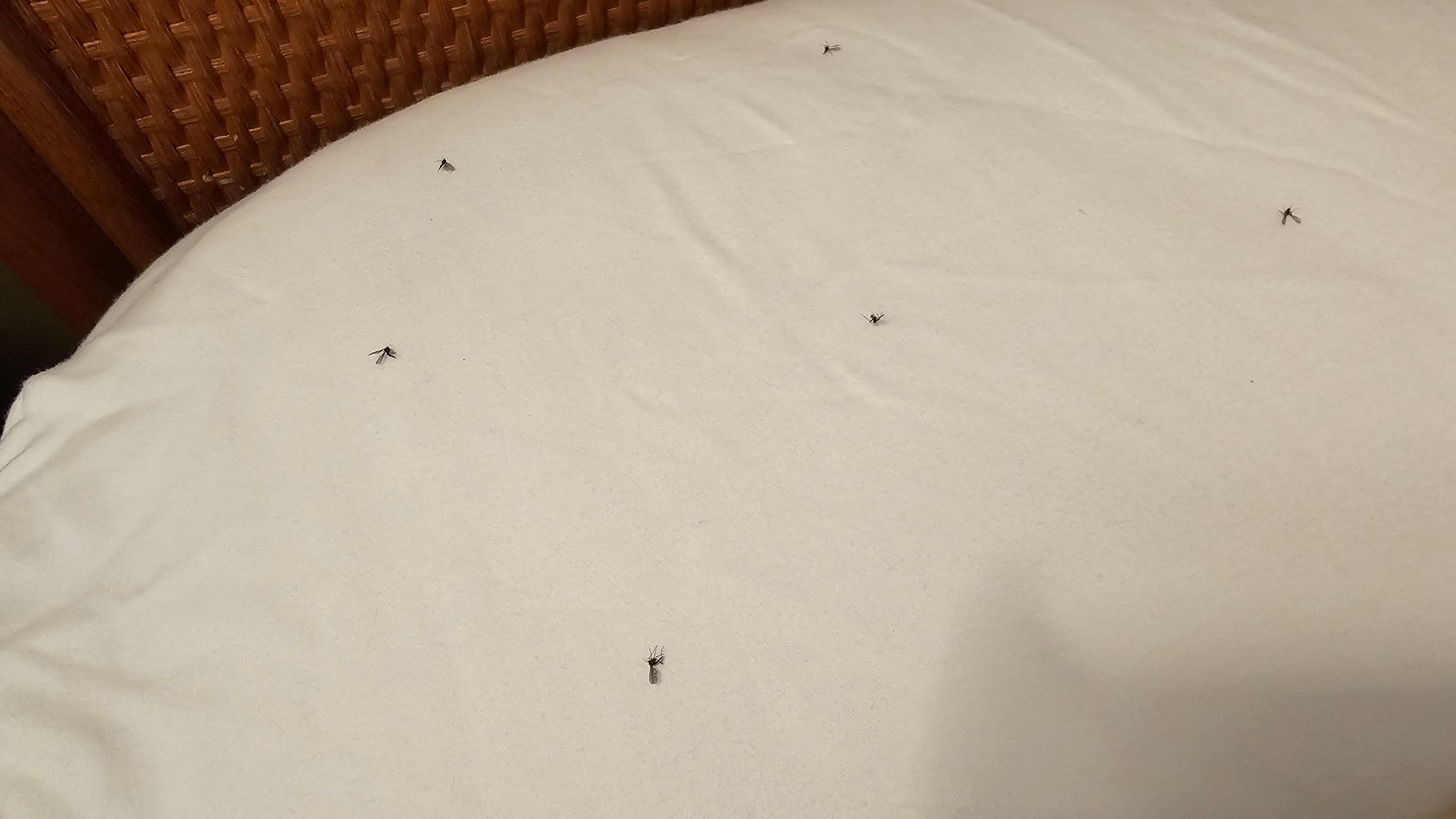 Bugs on pillow