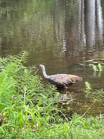 Wildlife on shore