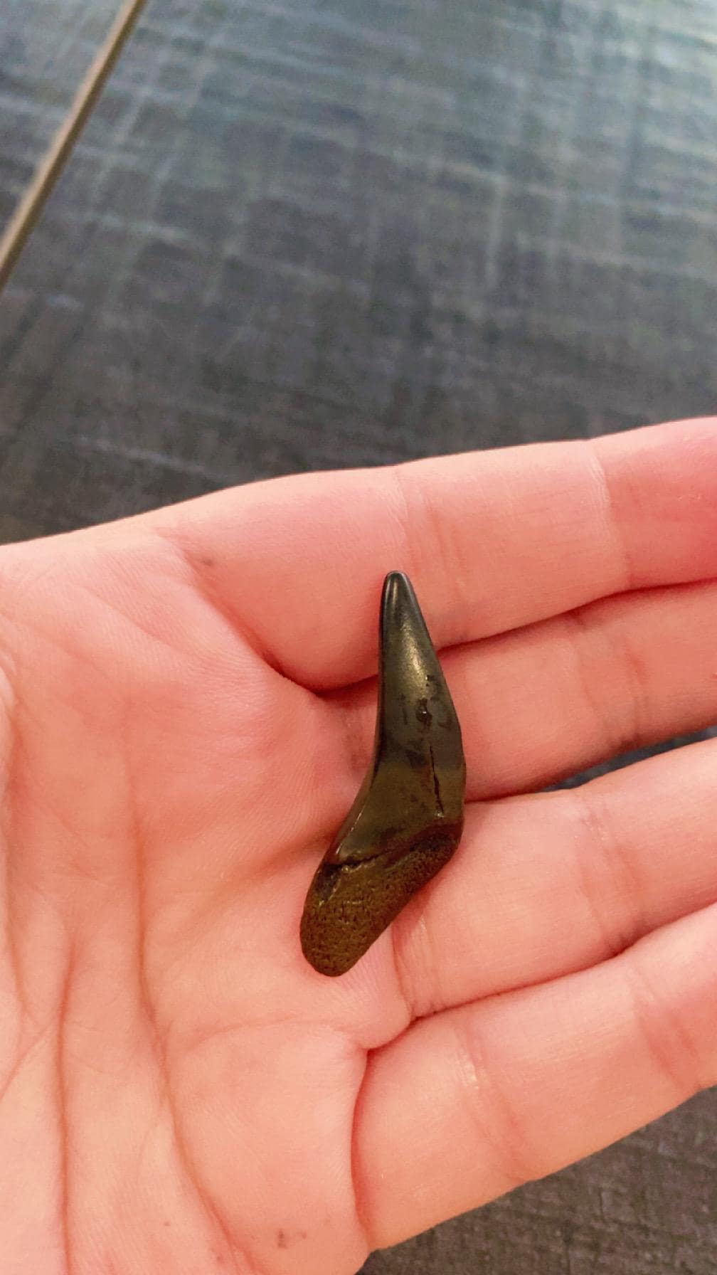 Large prehistoric shark tooth found at Manasota key beach