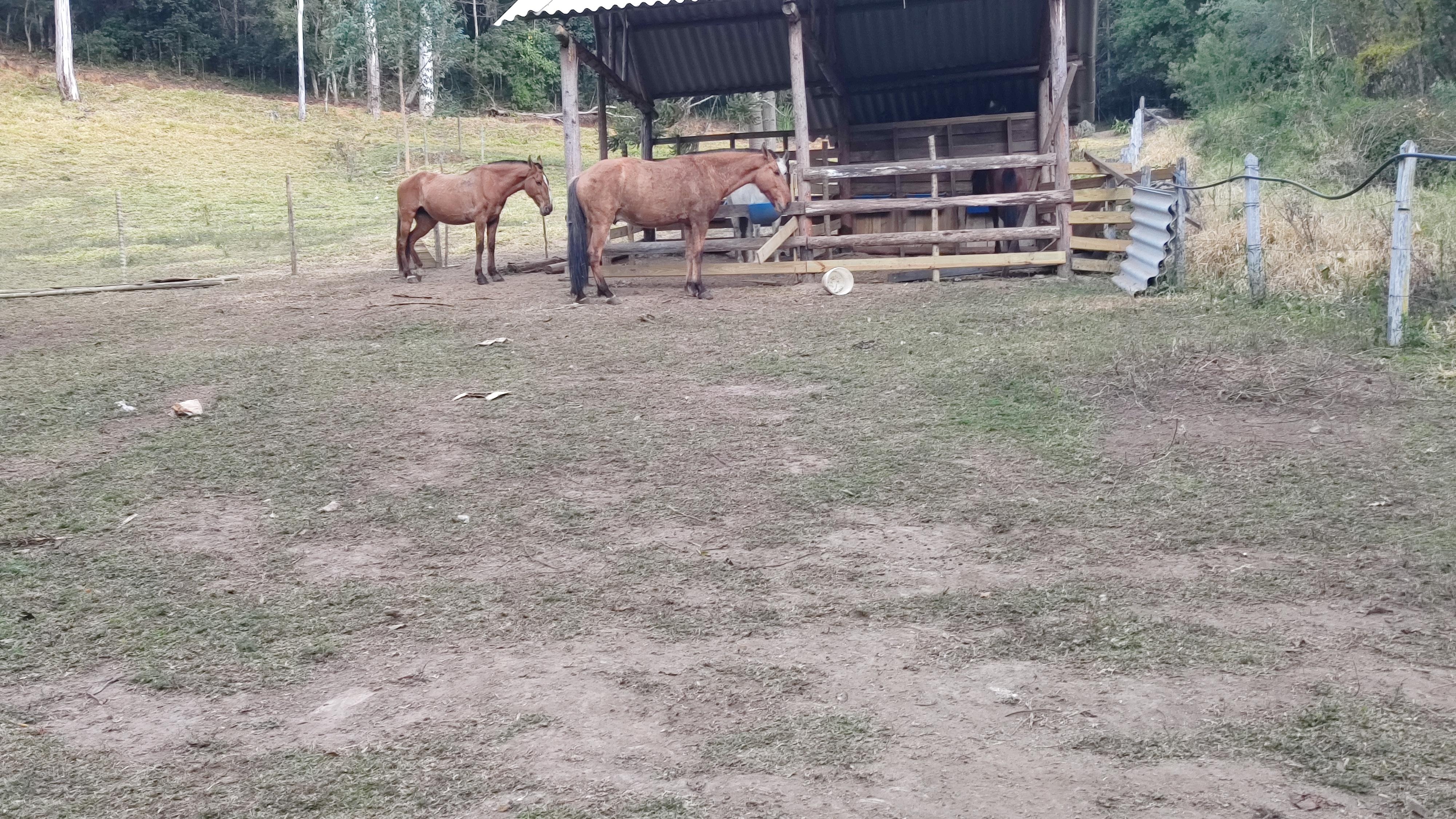 Conexão incrível, amamos os bichinhos. Tem também galinhas, jumento e patos. 