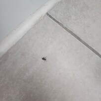 A lot of flies
