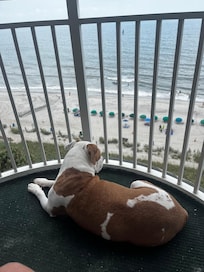 Puppy’s first vacation 🌴🏖️