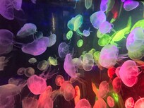Jellyfish at the Aquarium! Short drive from the hotel!