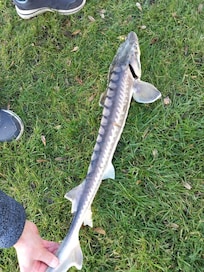 De mannen hebben gevist en een grote steur uit de aangrenzende vijver gehaald.