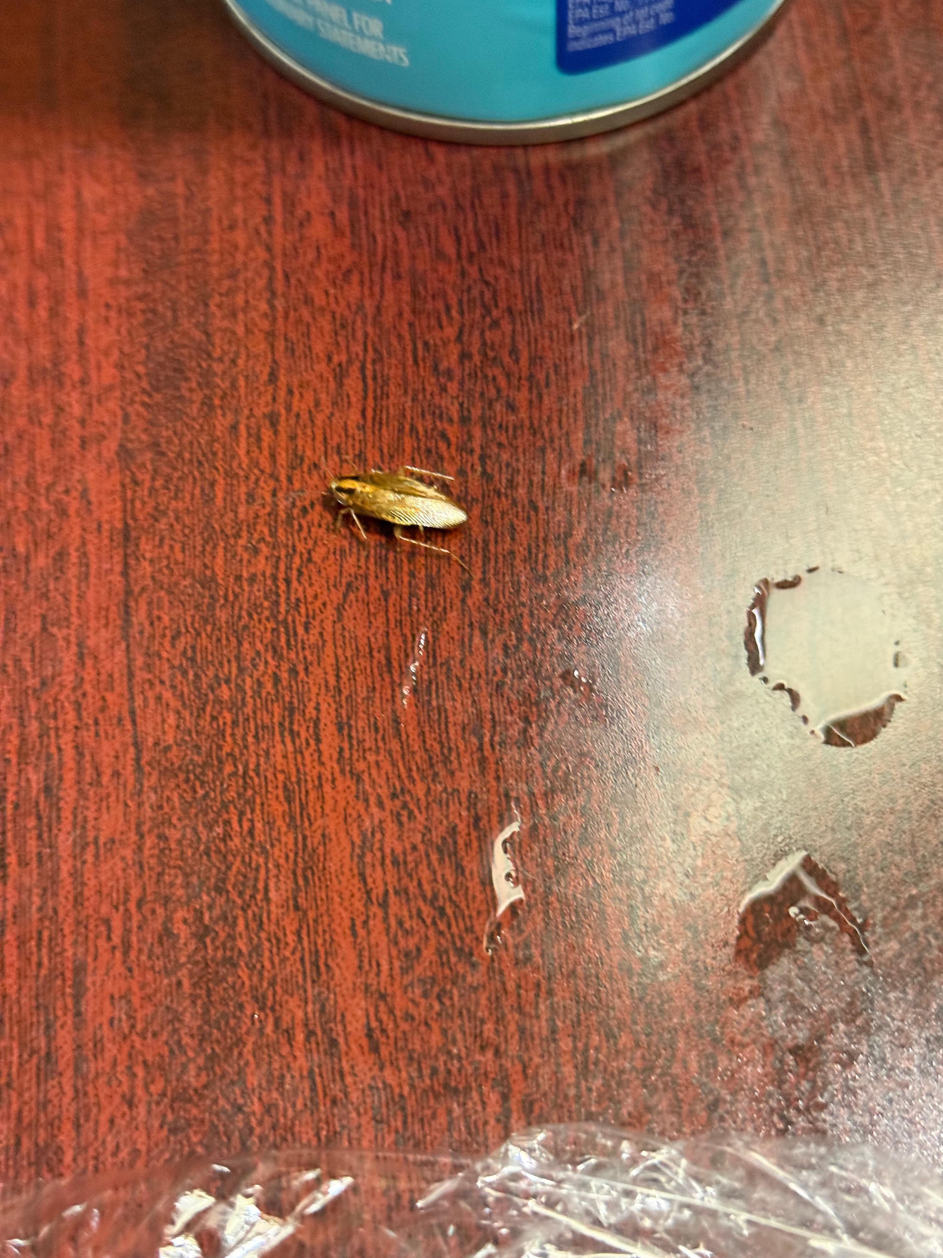 Roach suddenly appears on nightstand. 
