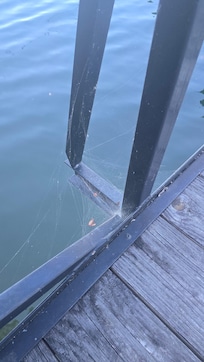 Thick spider webs run all the way down the dock. A previous review answer says they "aren't allowed to spray," but surely someone can come knock the webs down before a guest arrives.