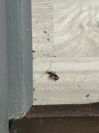 Dead bugs on floor and moldy fridge upon arrival