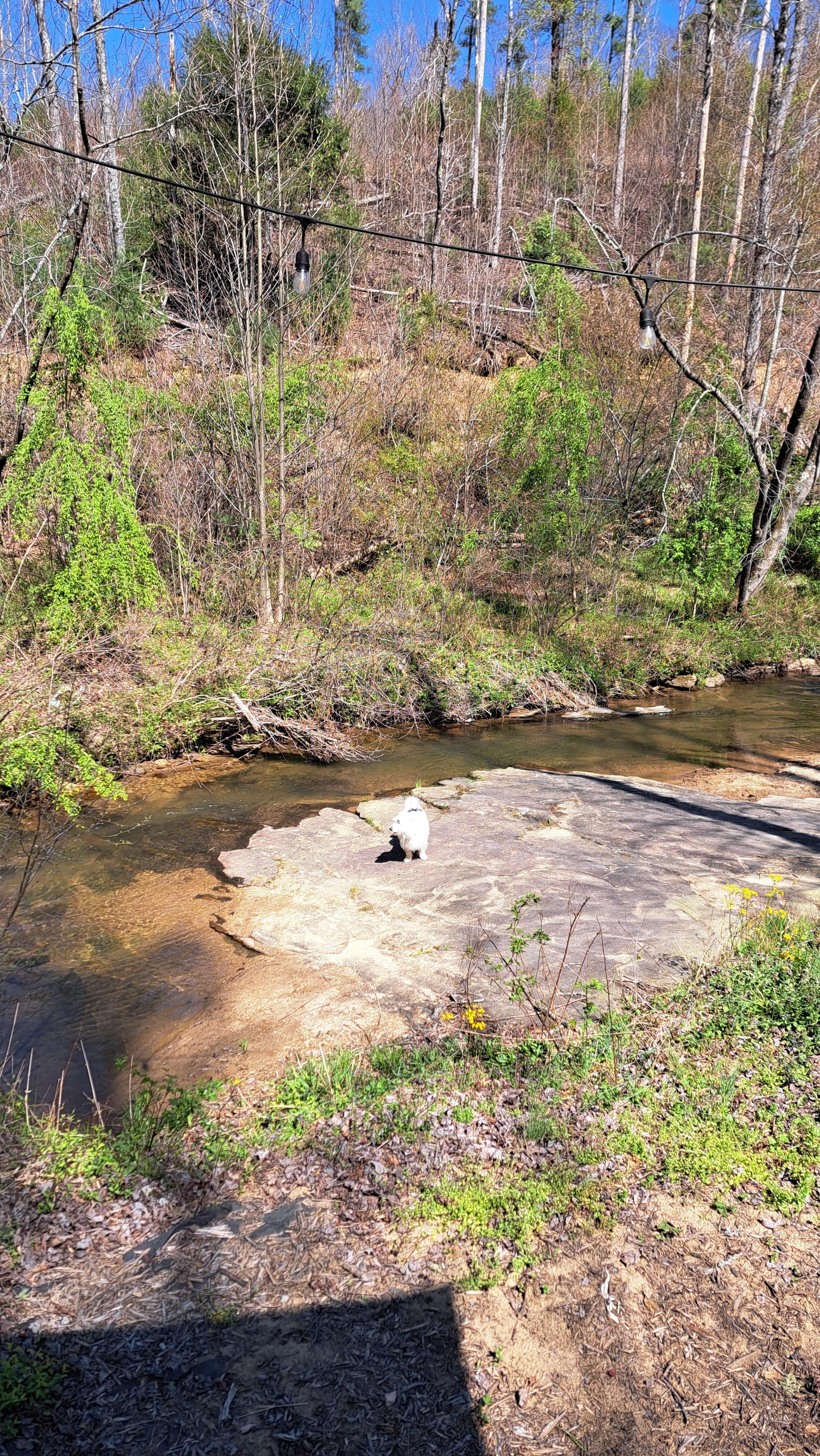View from the deck down to the creek