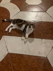 The cat guarding the entrance of the hotel