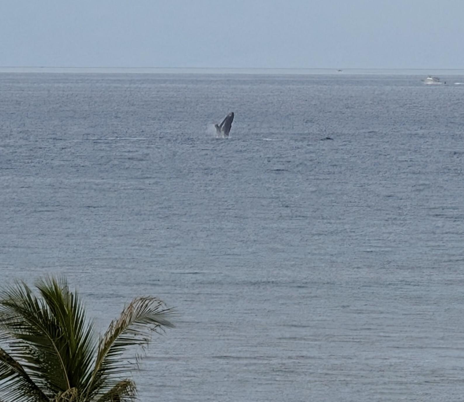Watching whales breach from the lanai 