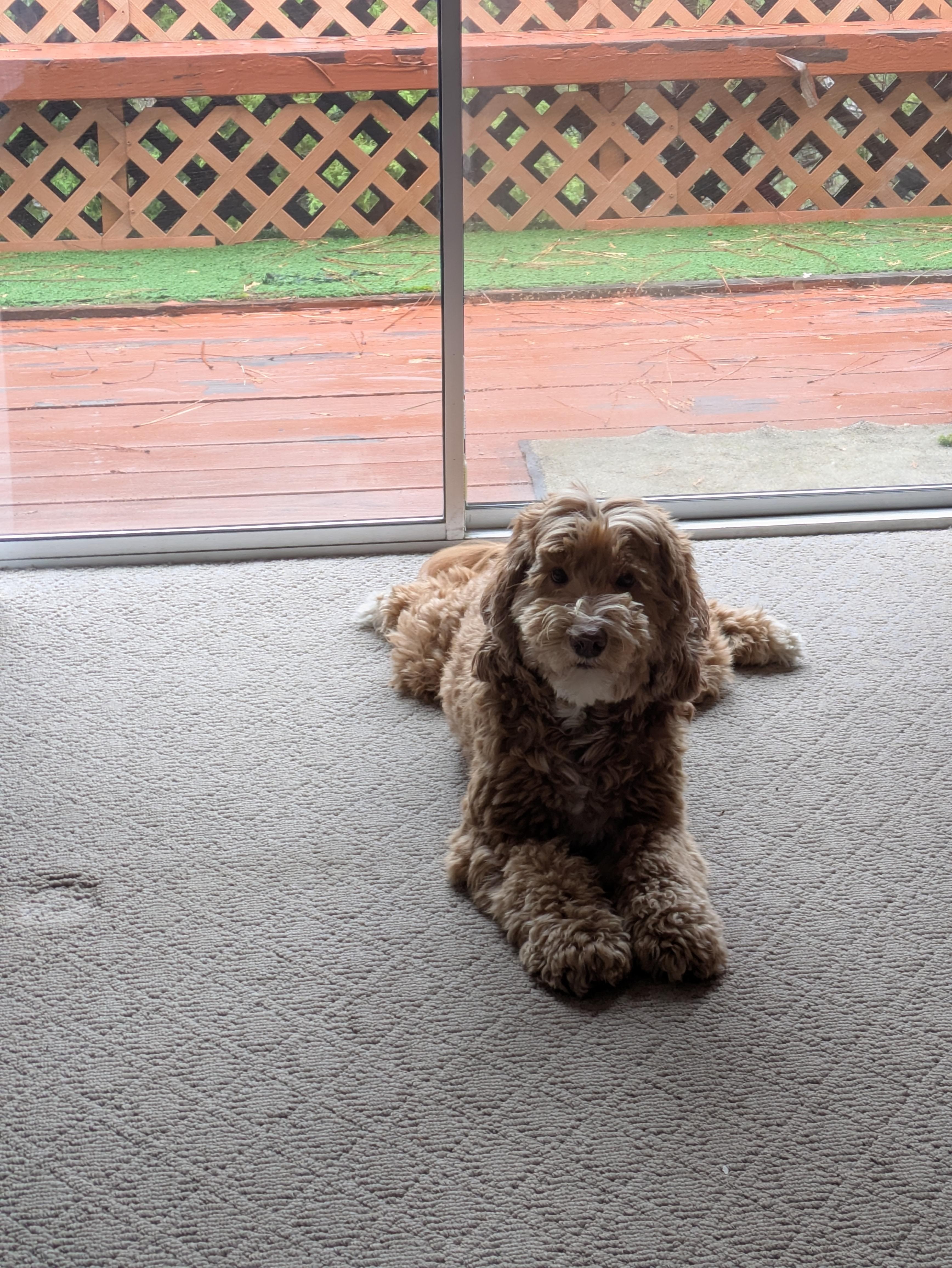 Dog friendly property 