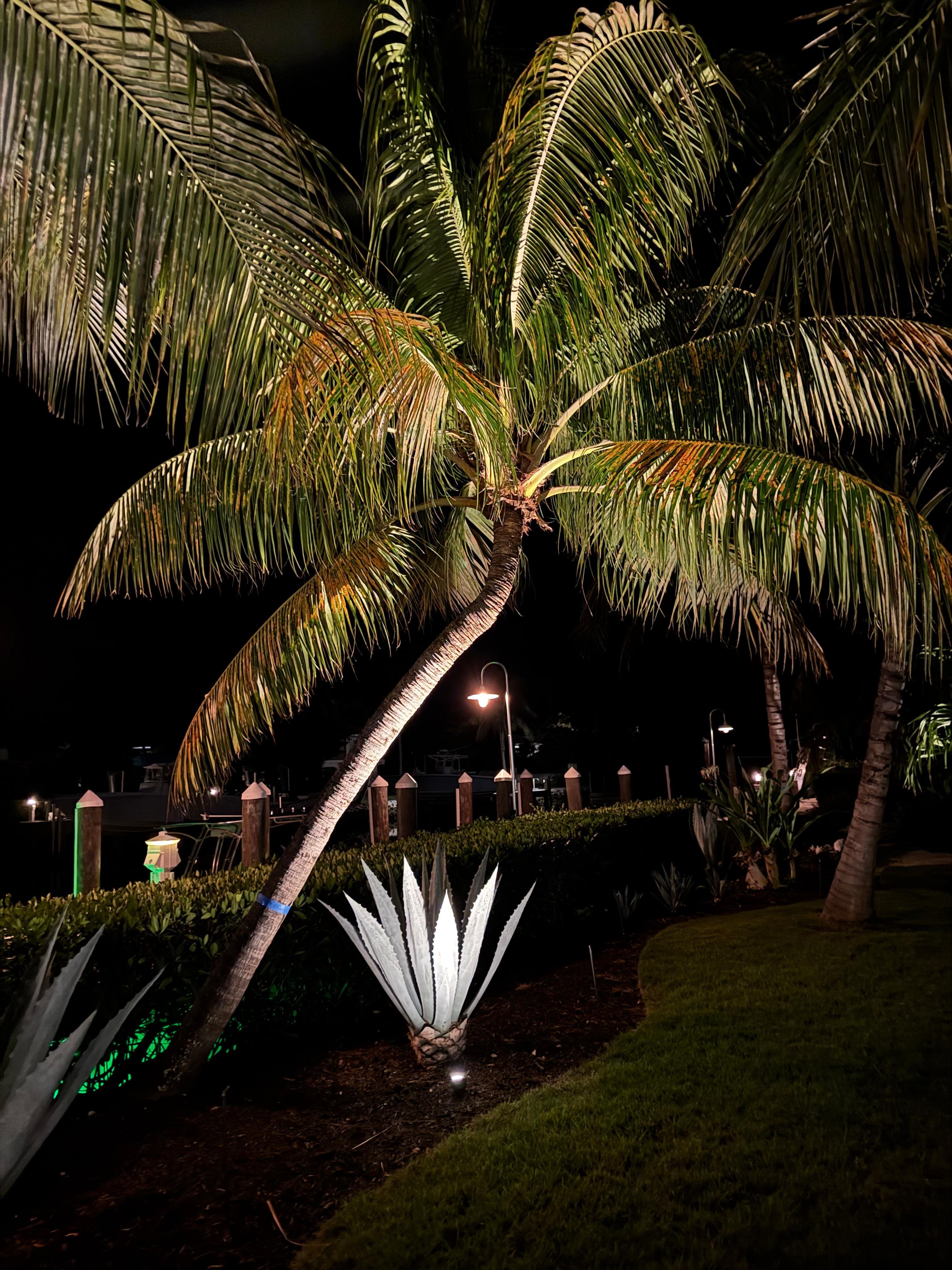 Property palms just beautiful 