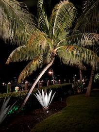 Property palms just beautiful