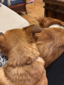 Dogs nice & cozy on the couch