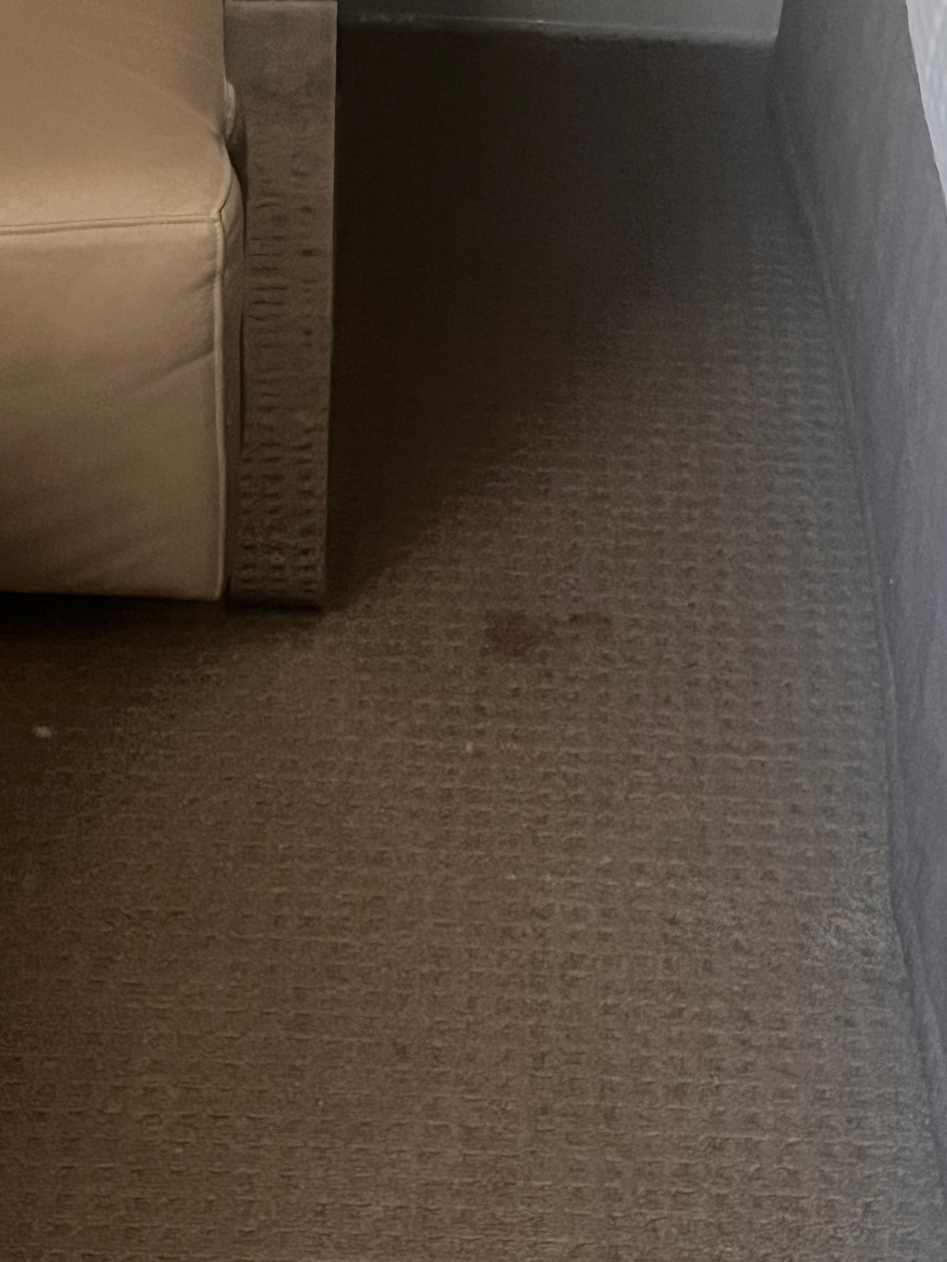 Red wine stains in carpet 