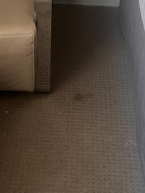 Red wine stains in carpet