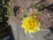 Lovely roses